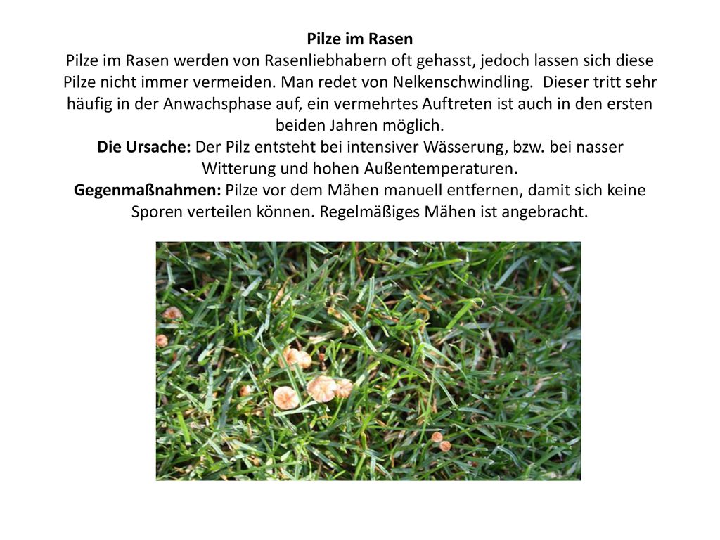 Pilze im Rasen Pilze im Rasen werden von Rasenliebhabern oft gehasst, jedoch lassen sich diese Pilze nicht immer vermeiden.