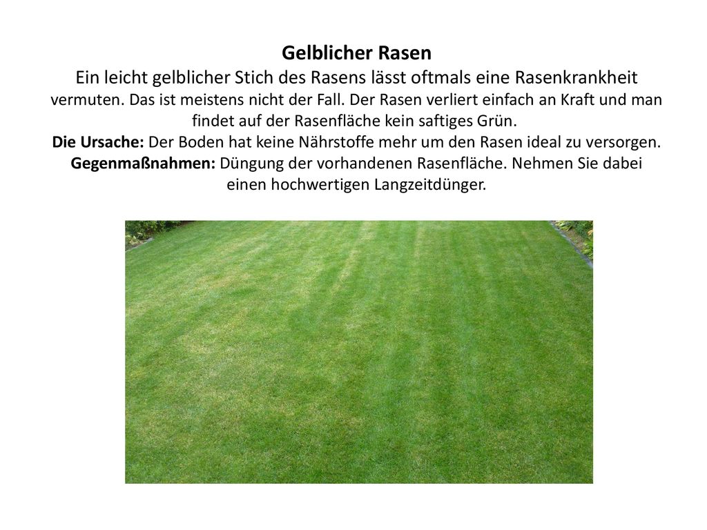 Pilze im Rasen Pilze im Rasen werden von Rasenliebhabern oft gehasst