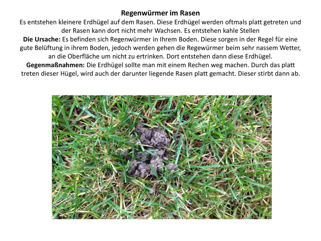 Regenwürmer im Rasen Es entstehen kleinere Erdhügel auf dem Rasen