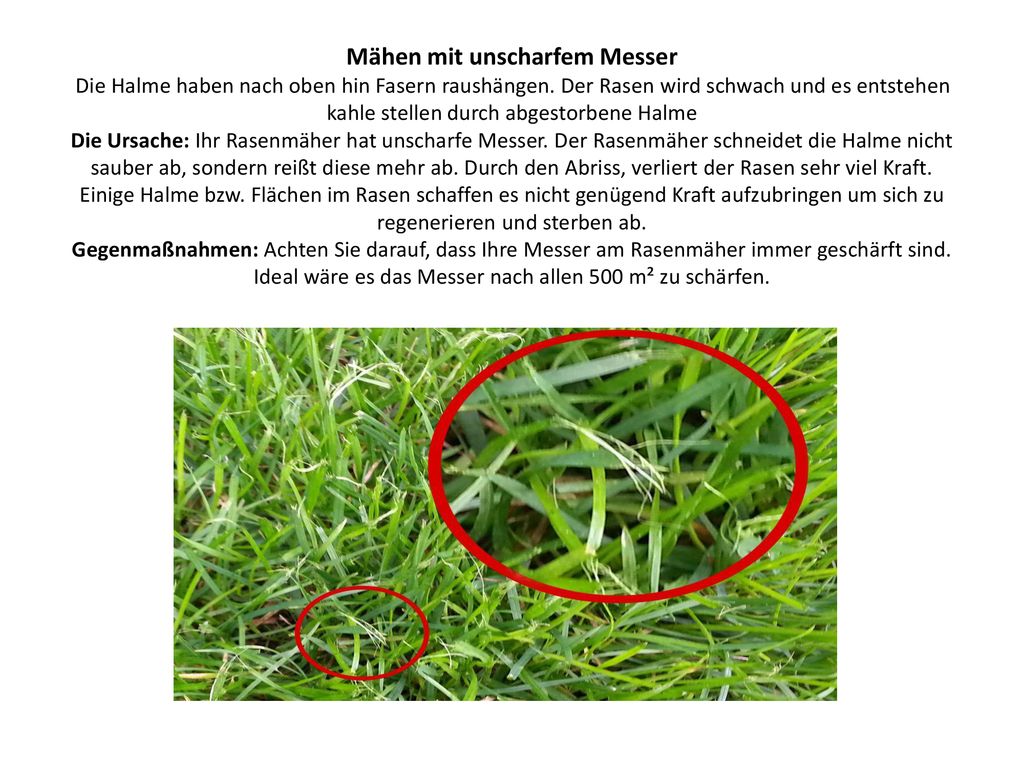 Mähen mit unscharfem Messer Die Halme haben nach oben hin Fasern raushängen.