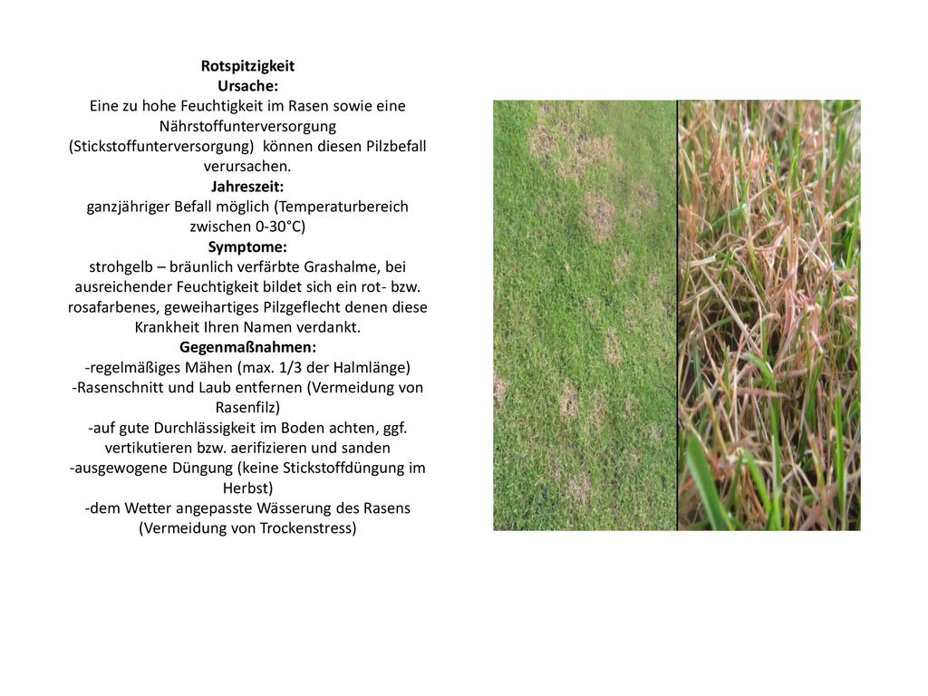 Rotspitzigkeit Ursache: Eine zu hohe Feuchtigkeit im Rasen sowie eine Nährstoffunterversorgung (Stickstoffunterversorgung) können diesen Pilzbefall verursachen.