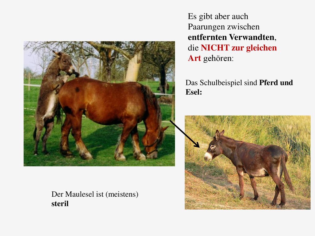 Es gibt aber auch Paarungen zwischen entfernten Verwandten, die NICHT zur gleichen Art gehören: