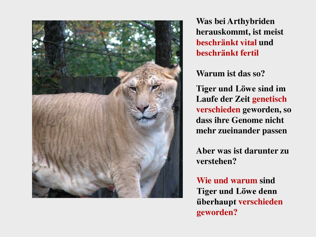 Was bei Arthybriden herauskommt, ist meist beschränkt vital und beschränkt fertil