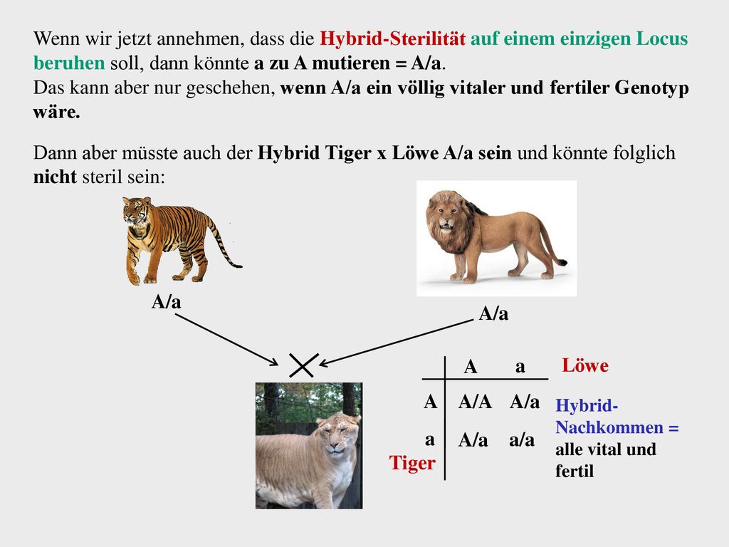 Wenn wir jetzt annehmen, dass die Hybrid-Sterilität auf einem einzigen Locus beruhen soll, dann könnte a zu A mutieren = A/a.