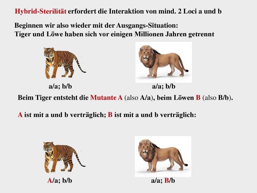 Hybrid-Sterilität erfordert die Interaktion von mind. 2 Loci a und b