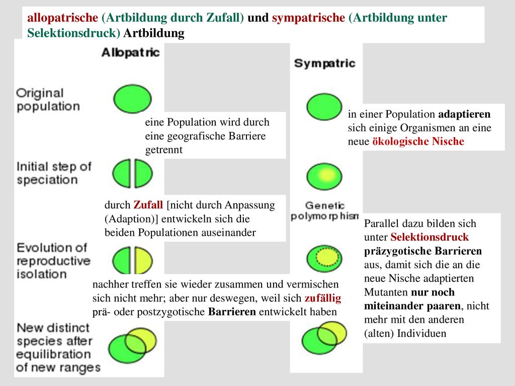 allopatrische (Artbildung durch Zufall) und sympatrische (Artbildung unter Selektionsdruck) Artbildung