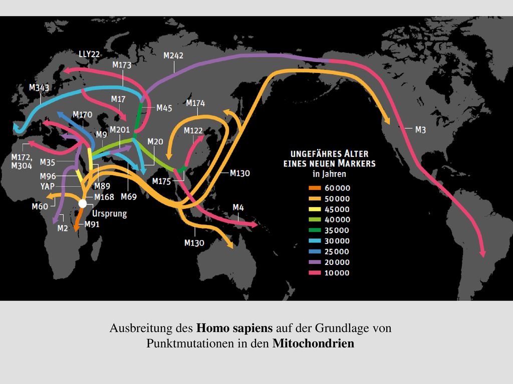 Ausbreitung des Homo sapiens auf der Grundlage von Punktmutationen in den Mitochondrien