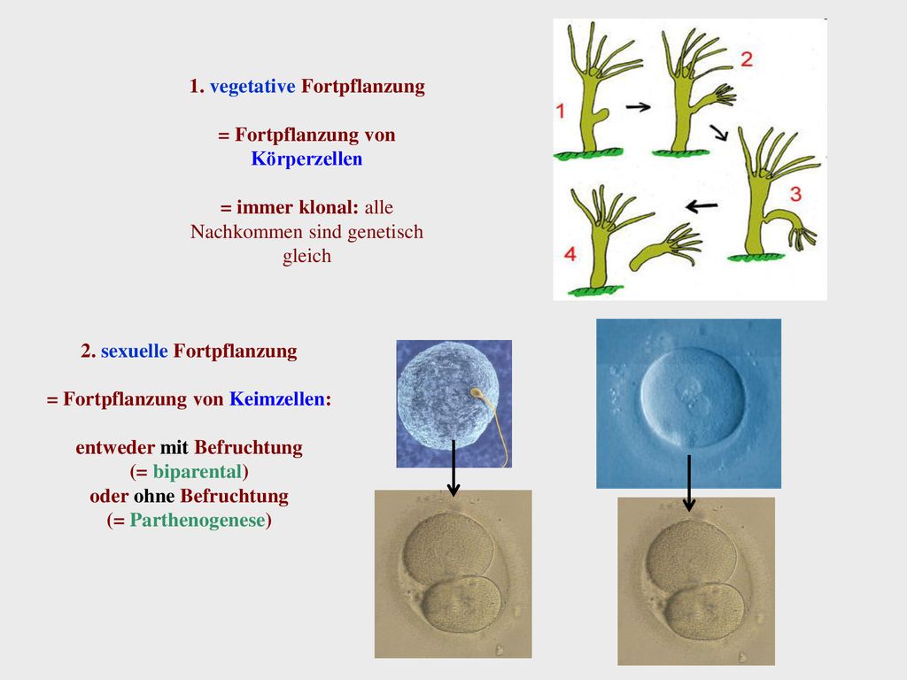 Ist asexuelle fortpflanzung was Sexuelle Fortpflanzung