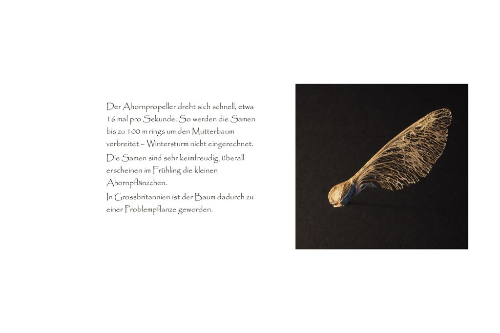Der Ahornpropeller dreht sich schnell, etwa 16 mal pro Sekunde