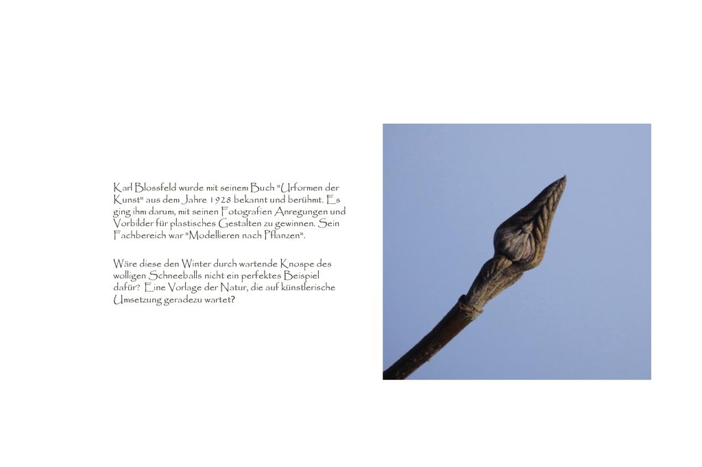Karl Blossfeld wurde mit seinem Buch Urformen der Kunst aus dem Jahre 1928 bekannt und berühmt. Es ging ihm darum, mit seinen Fotografien Anregungen und Vorbilder für plastisches Gestalten zu gewinnen. Sein Fachbereich war Modellieren nach Pflanzen .