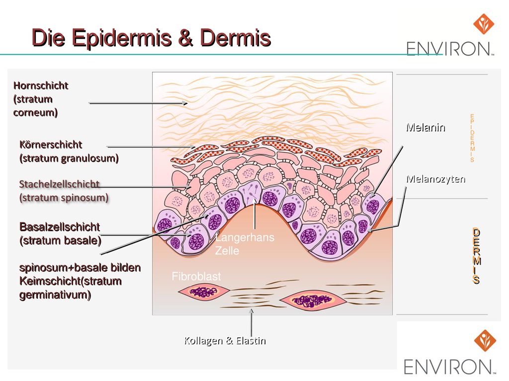 Die Epidermis & Dermis Hornschicht (stratum corneum) Melanin