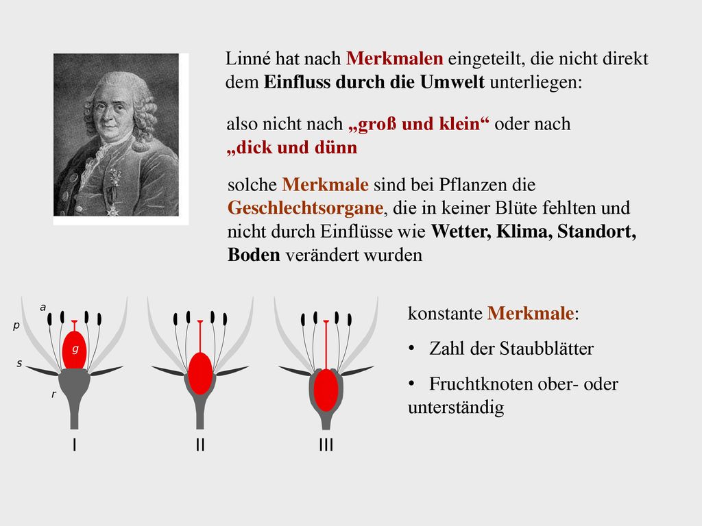 Linné hat nach Merkmalen eingeteilt, die nicht direkt dem Einfluss durch die Umwelt unterliegen: