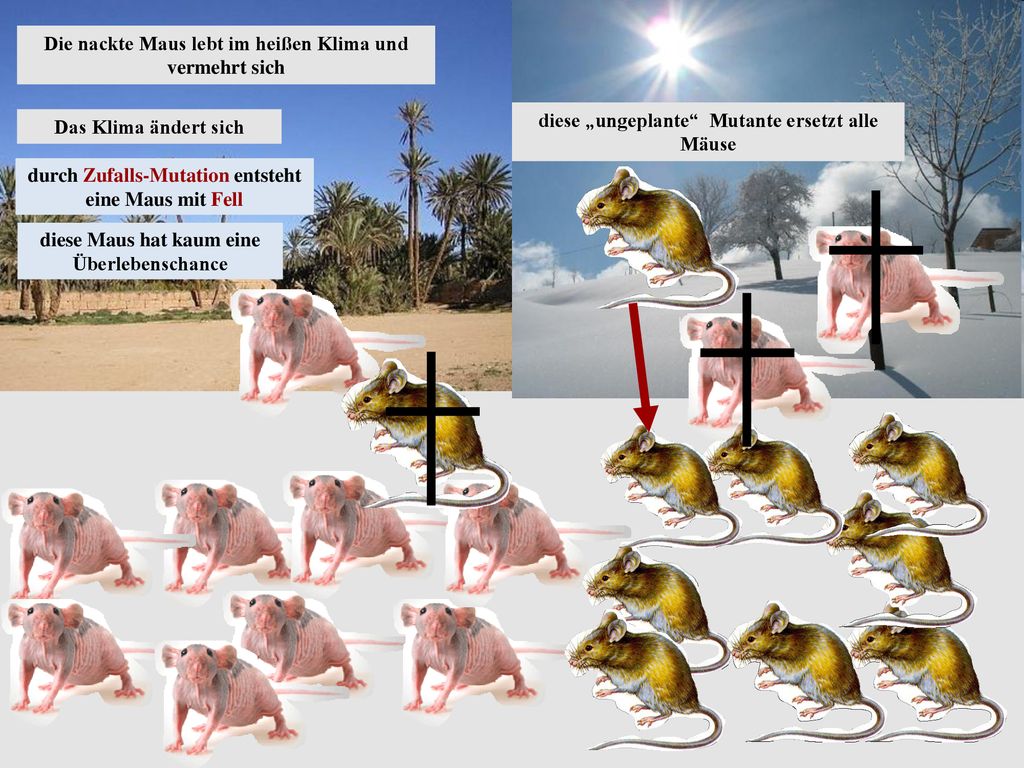 Die nackte Maus lebt im heißen Klima und vermehrt sich