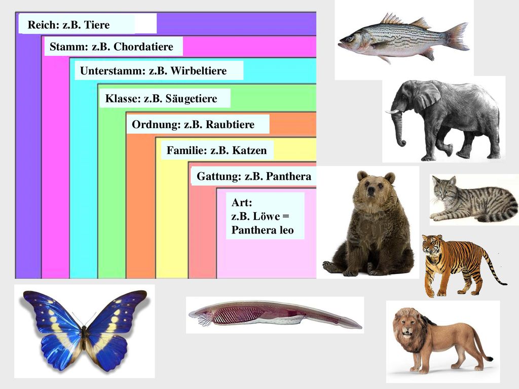 Reich: z.B. Tiere Stamm: z.B. Chordatiere. Unterstamm: z.B. Wirbeltiere. Klasse: z.B. Säugetiere.