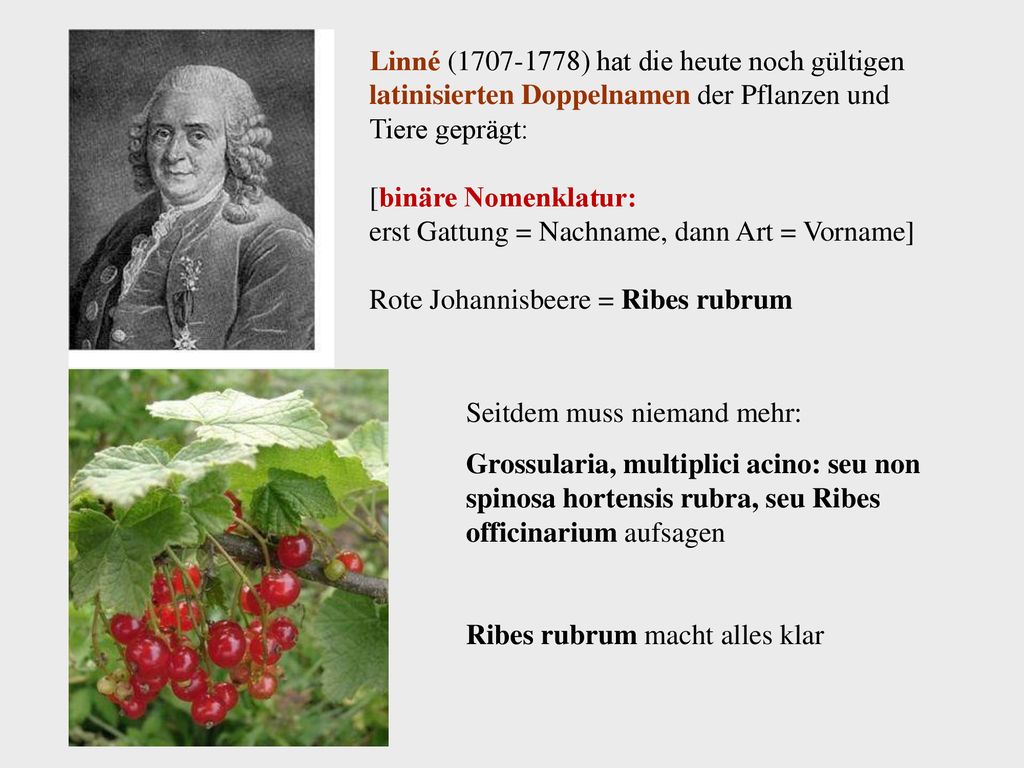 Linné ( ) hat die heute noch gültigen latinisierten Doppelnamen der Pflanzen und Tiere geprägt: