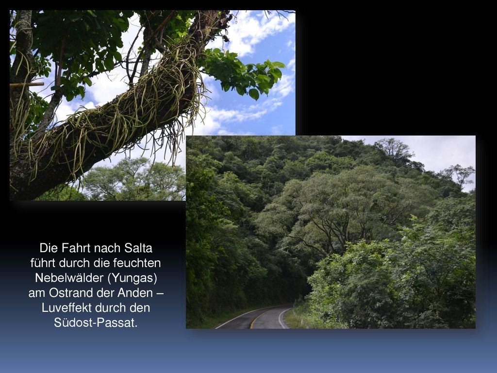 Die Fahrt nach Salta führt durch die feuchten Nebelwälder (Yungas)