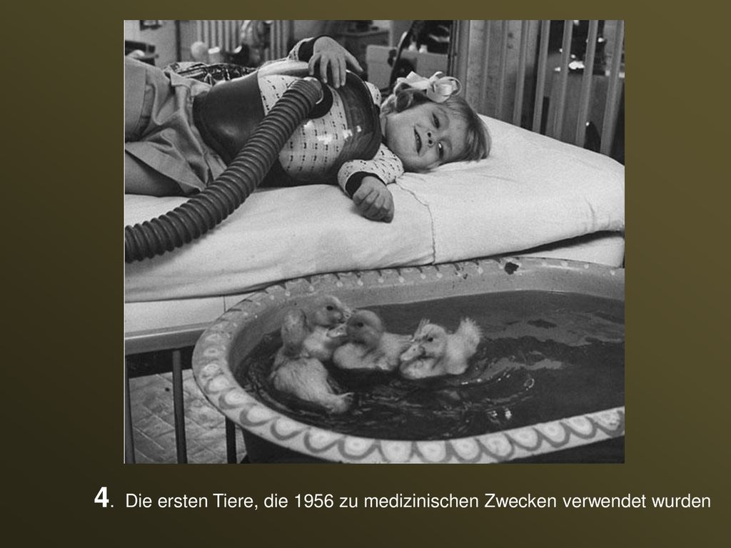 4. Die ersten Tiere, die 1956 zu medizinischen Zwecken verwendet wurden