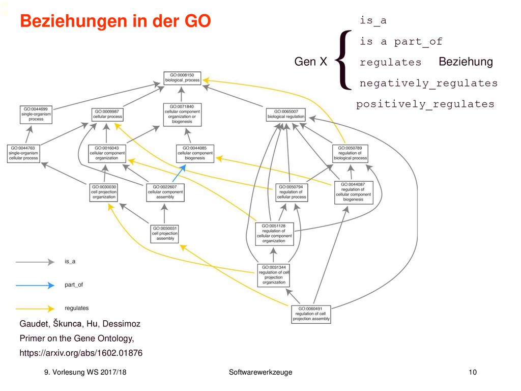 { Beziehungen in der GO is_a​ is a part_of​ Gen X regulates Beziehung