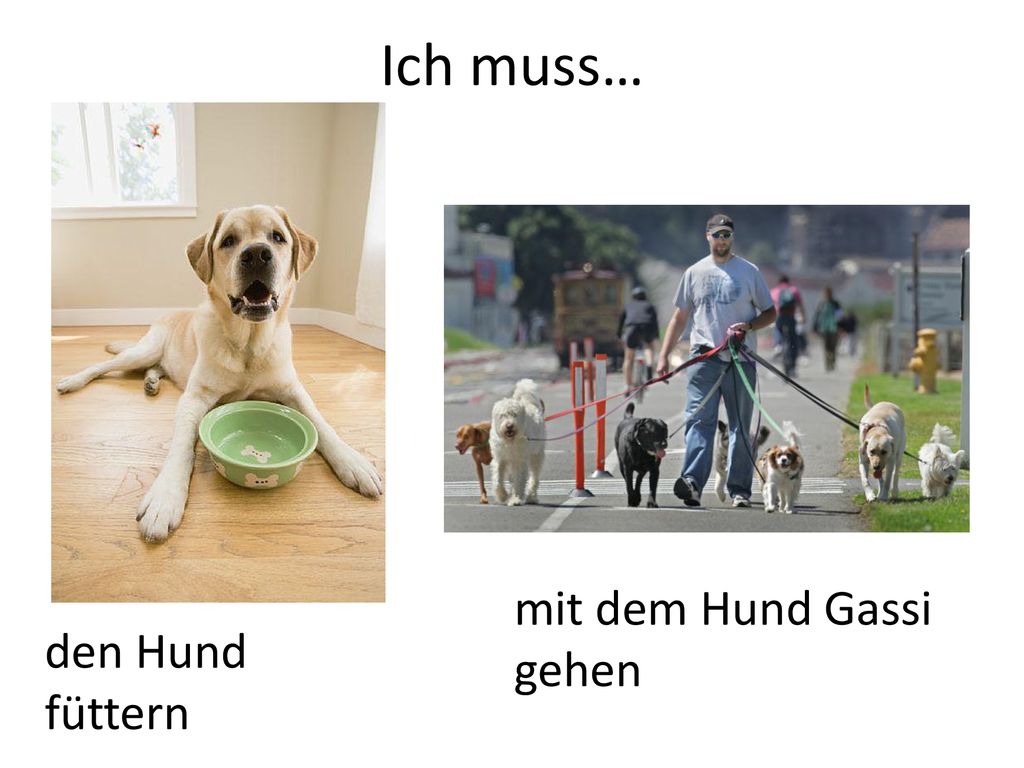 Ich muss… mit dem Hund Gassi gehen den Hund füttern