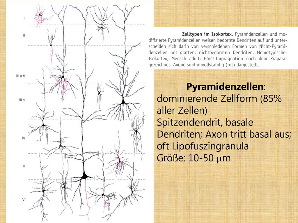 Pyramidenzellen: dominierende Zellform (85% aller Zellen) Spitzendendrit, basale Dendriten; Axon tritt basal aus;