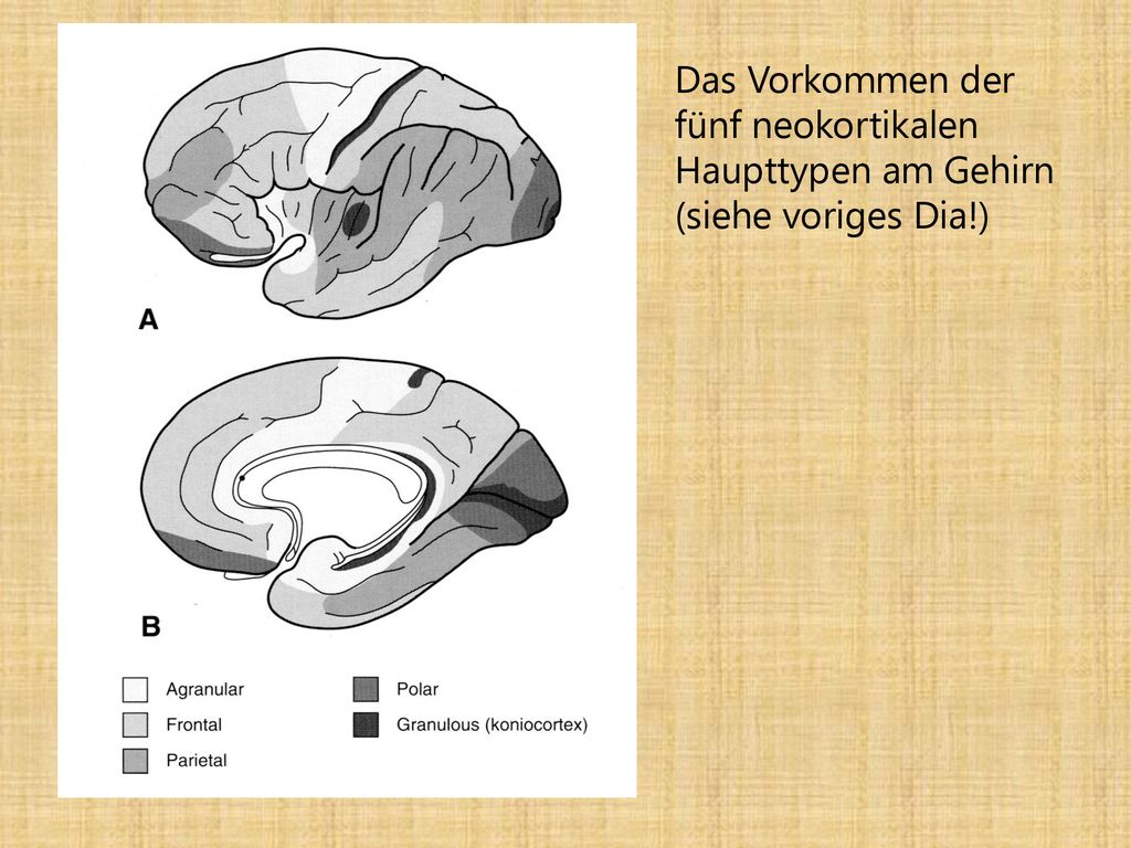 Das Vorkommen der fünf neokortikalen Haupttypen am Gehirn (siehe voriges Dia!)