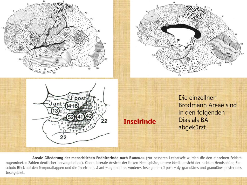 Die einzellnen Brodmann Areae sind in den folgenden Dias als BA abgekürzt.
