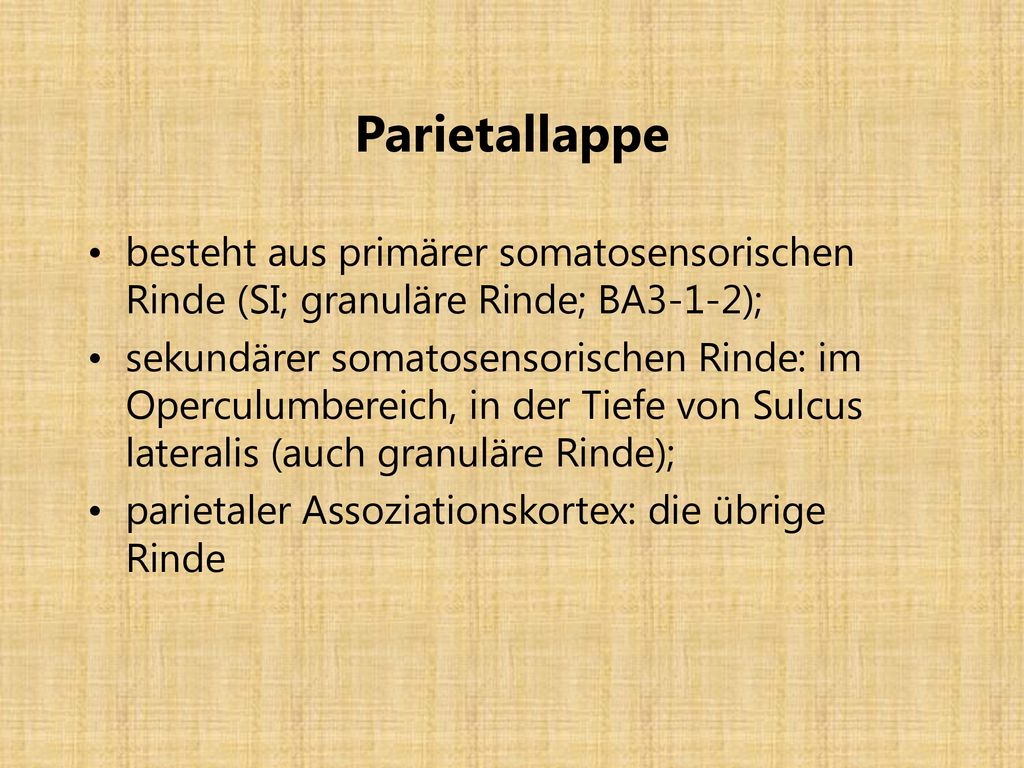 Parietallappe besteht aus primärer somatosensorischen Rinde (SI; granuläre Rinde; BA3-1-2);