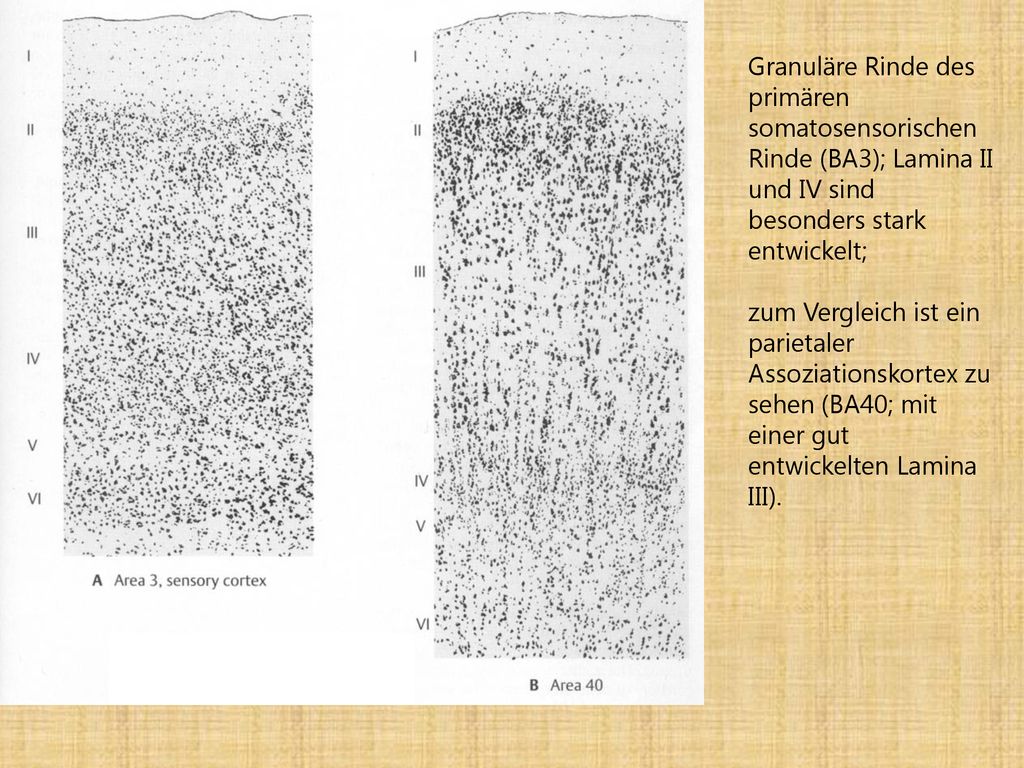 Granuläre Rinde des primären somatosensorischen Rinde (BA3); Lamina II und IV sind besonders stark entwickelt;