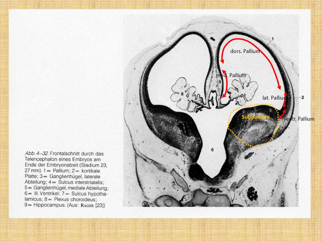 dors. Pallium med. Pallium lat. Pallium Subpallium ventr. Pallium