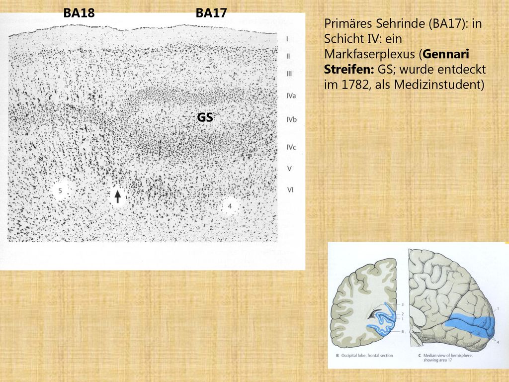BA18 BA17. Primäres Sehrinde (BA17): in Schicht IV: ein Markfaserplexus (Gennari Streifen: GS; wurde entdeckt im 1782, als Medizinstudent)