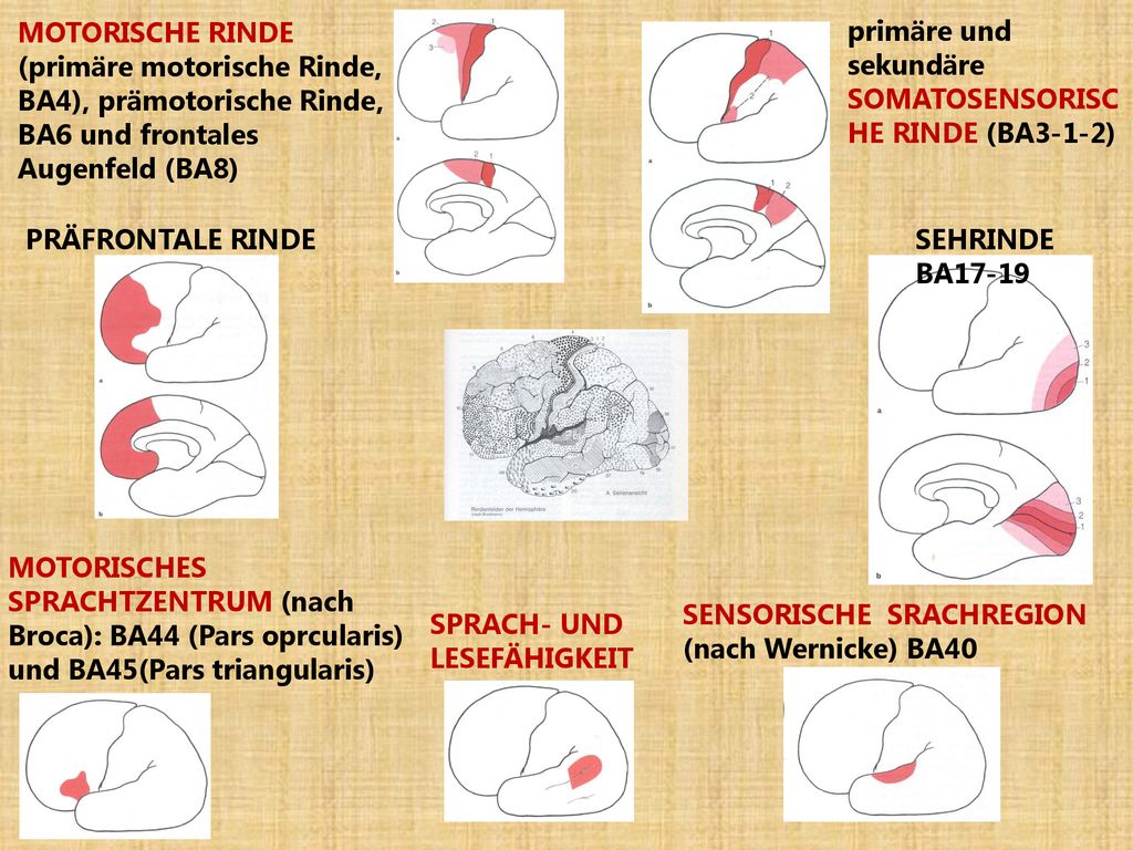 MOTORISCHE RINDE (primäre motorische Rinde, BA4), prämotorische Rinde, BA6 und frontales Augenfeld (BA8)