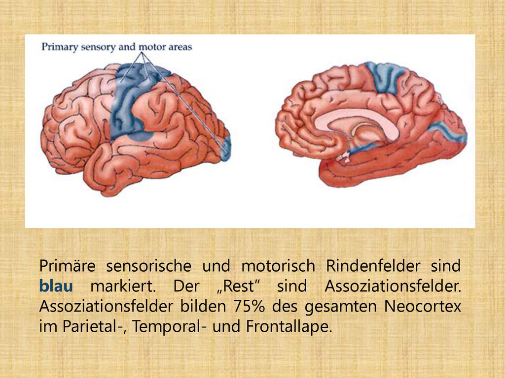 Primäre sensorische und motorisch Rindenfelder sind blau markiert