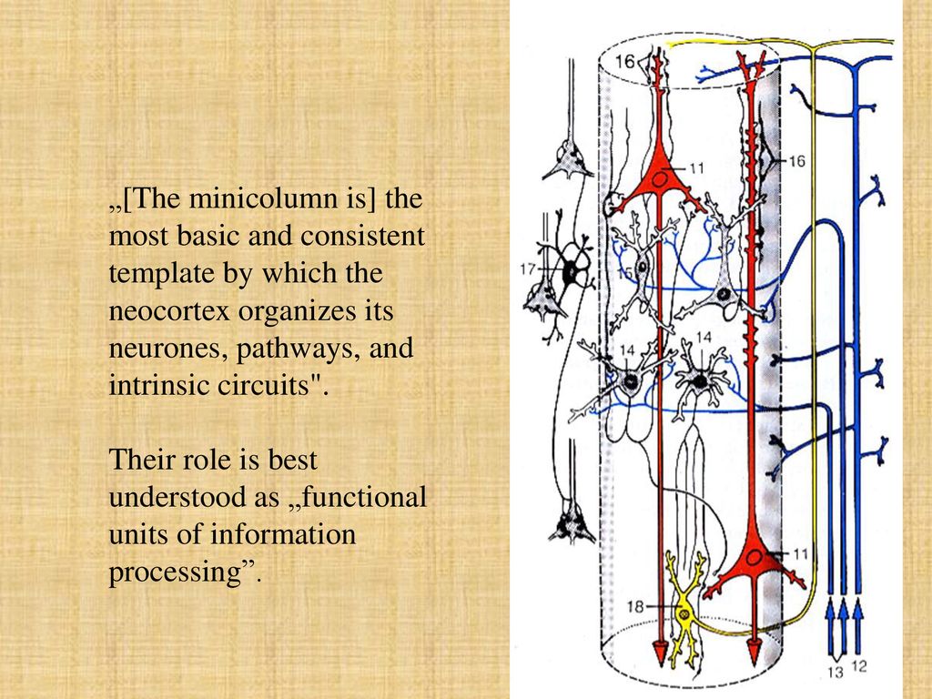 „[The minicolumn is] the most basic and consistent template by which the neocortex organizes its neurones, pathways, and intrinsic circuits .
