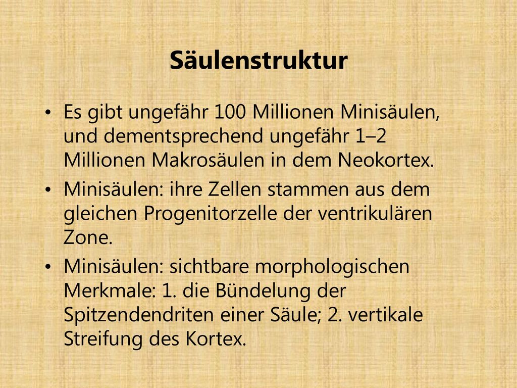 Säulenstruktur Es gibt ungefähr 100 Millionen Minisäulen, und dementsprechend ungefähr 1–2 Millionen Makrosäulen in dem Neokortex.