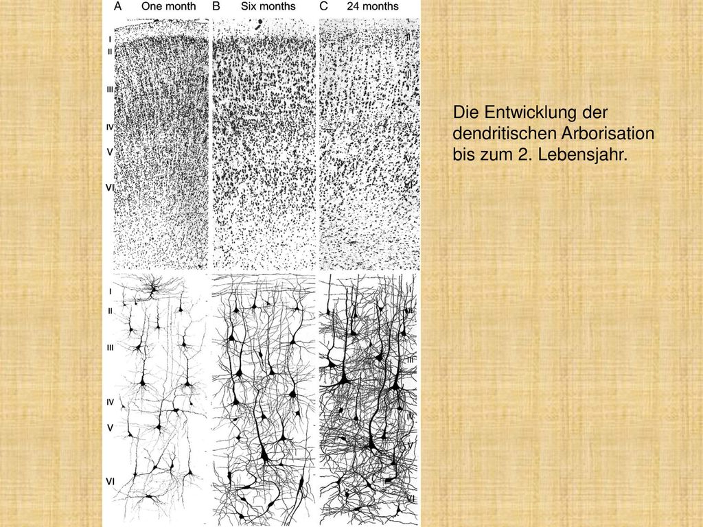 Die Entwicklung der dendritischen Arborisation bis zum 2. Lebensjahr.