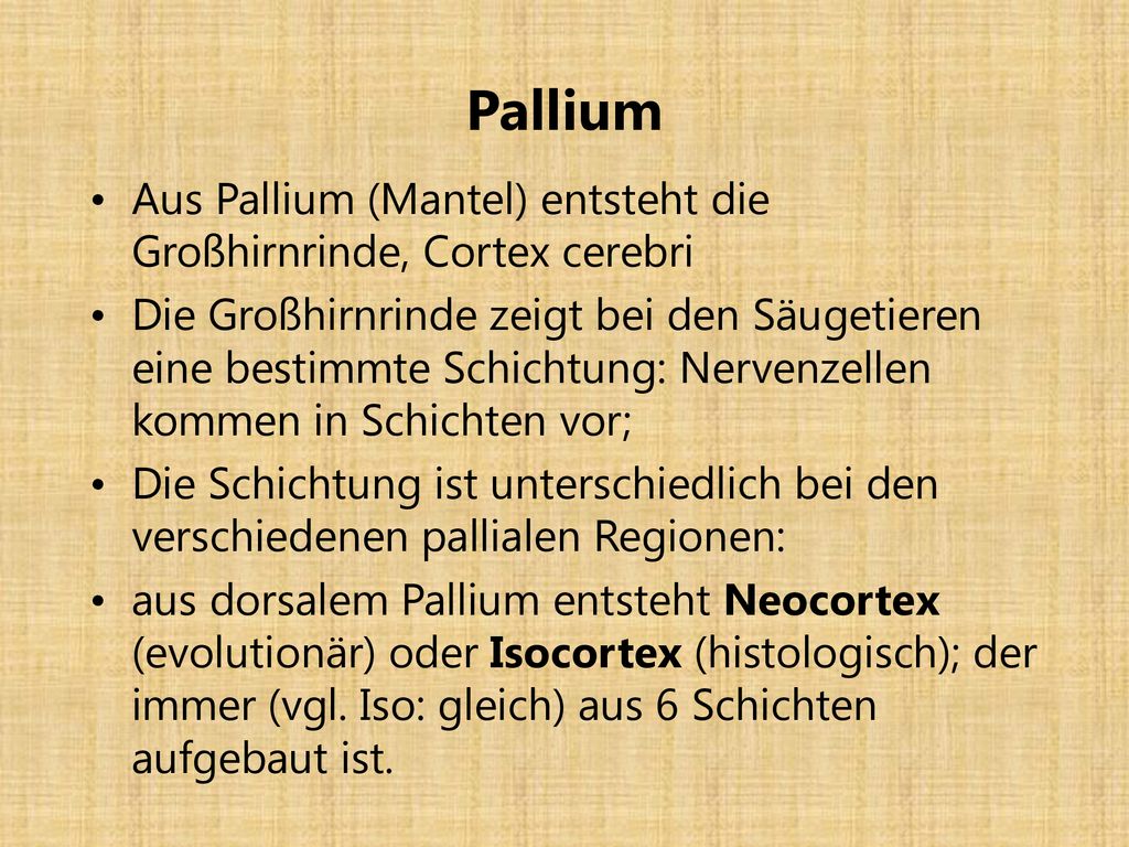 Pallium Aus Pallium (Mantel) entsteht die Großhirnrinde, Cortex cerebri.