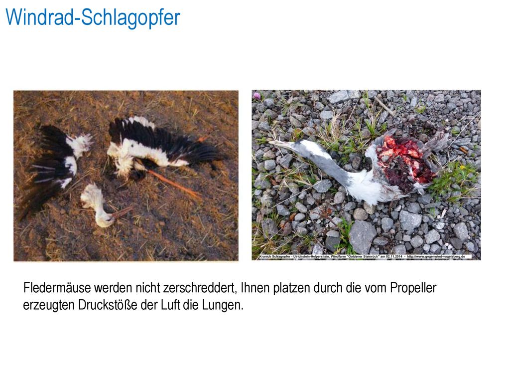 Windrad-Schlagopfer Fledermäuse werden nicht zerschreddert, Ihnen platzen durch die vom Propeller erzeugten Druckstöße der Luft die Lungen.