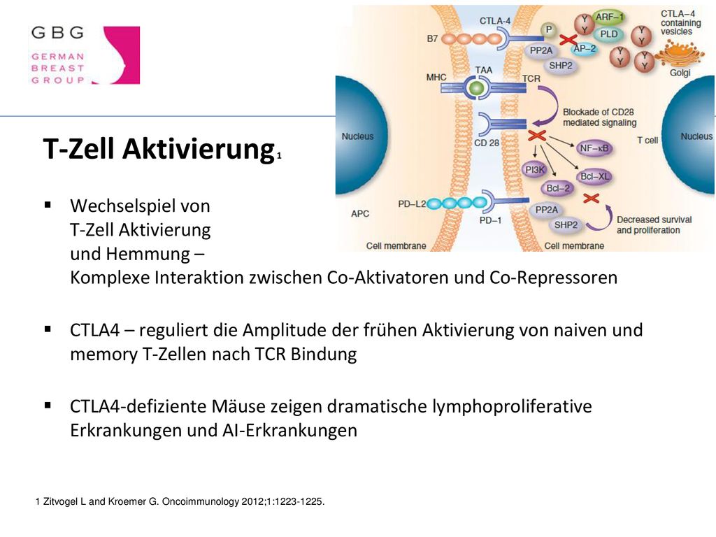 T-Zell Aktivierung 1 Wechselspiel von T-Zell Aktivierung und Hemmung – Komplexe Interaktion zwischen Co-Aktivatoren und Co-Repressoren.