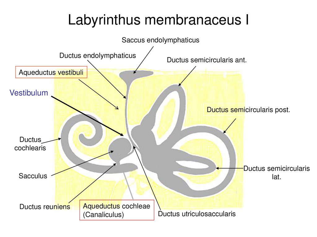 Organum vestibulocochleare Inneres Ohr: Corti Organ und Hörbahn - ppt  herunterladen