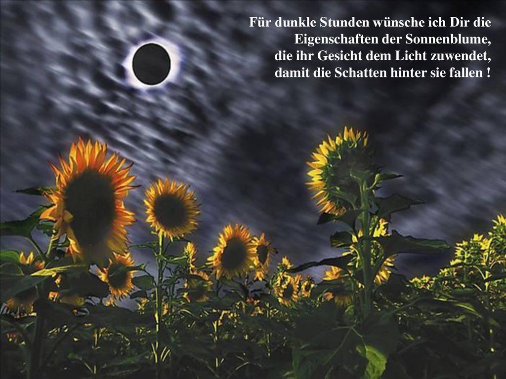 Für dunkle Stunden wünsche ich Dir die Eigenschaften der Sonnenblume, die ihr Gesicht dem Licht zuwendet, damit die Schatten hinter sie fallen !