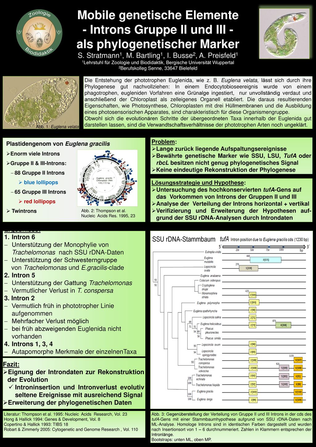 Mobile genetische Elemente - Introns Gruppe II und III -