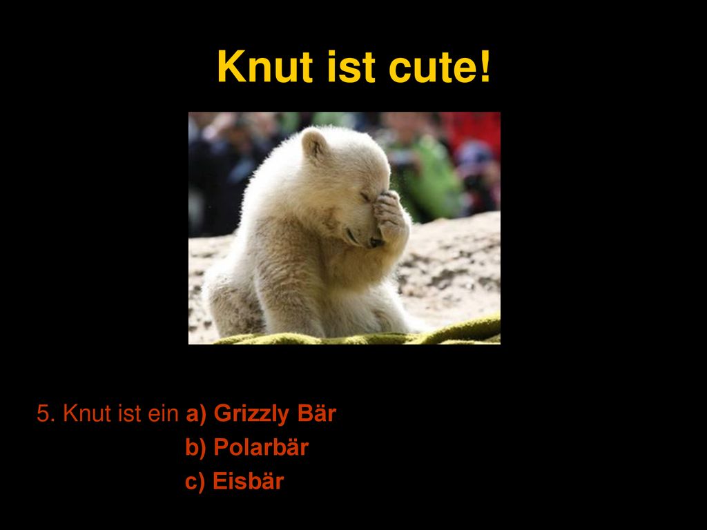 Knut ist cute! 5. Knut ist ein a) Grizzly Bär b) Polarbär c) Eisbär