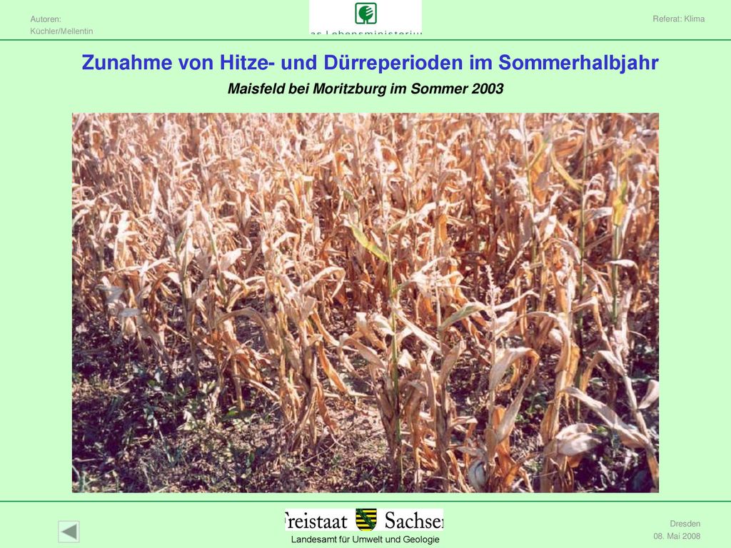 Referat: Klima Zunahme von Hitze- und Dürreperioden im Sommerhalbjahr Maisfeld bei Moritzburg im Sommer