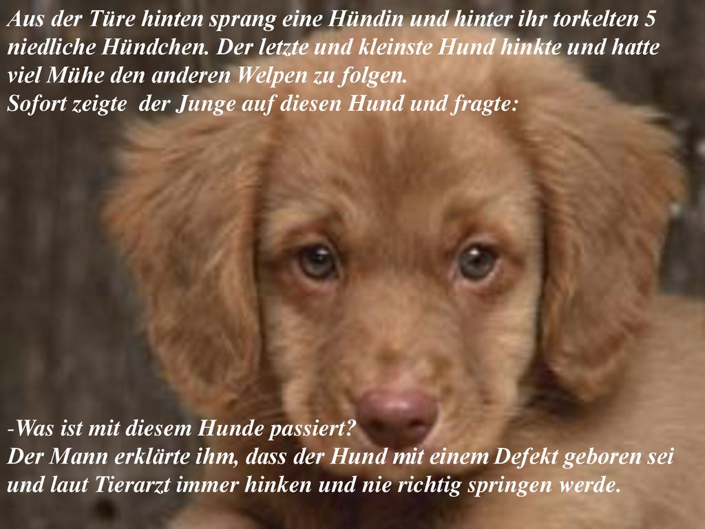 Aus der Türe hinten sprang eine Hündin und hinter ihr torkelten 5
