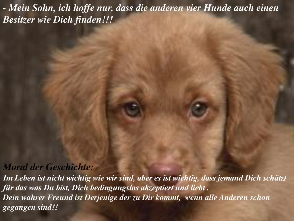 - Mein Sohn, ich hoffe nur, dass die anderen vier Hunde auch einen Besitzer wie Dich finden!!!