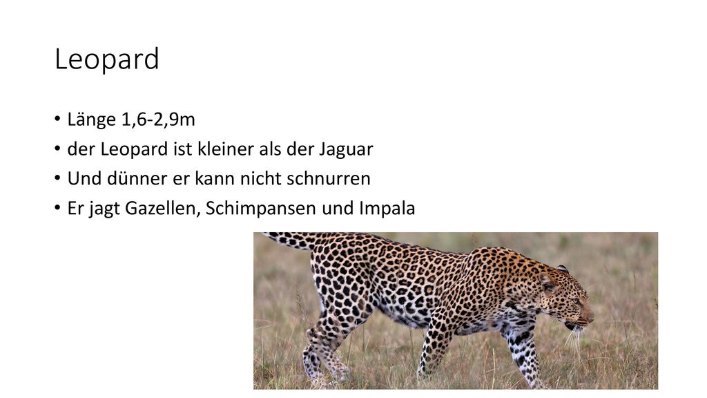 Leopard Länge 1,6-2,9m der Leopard ist kleiner als der Jaguar