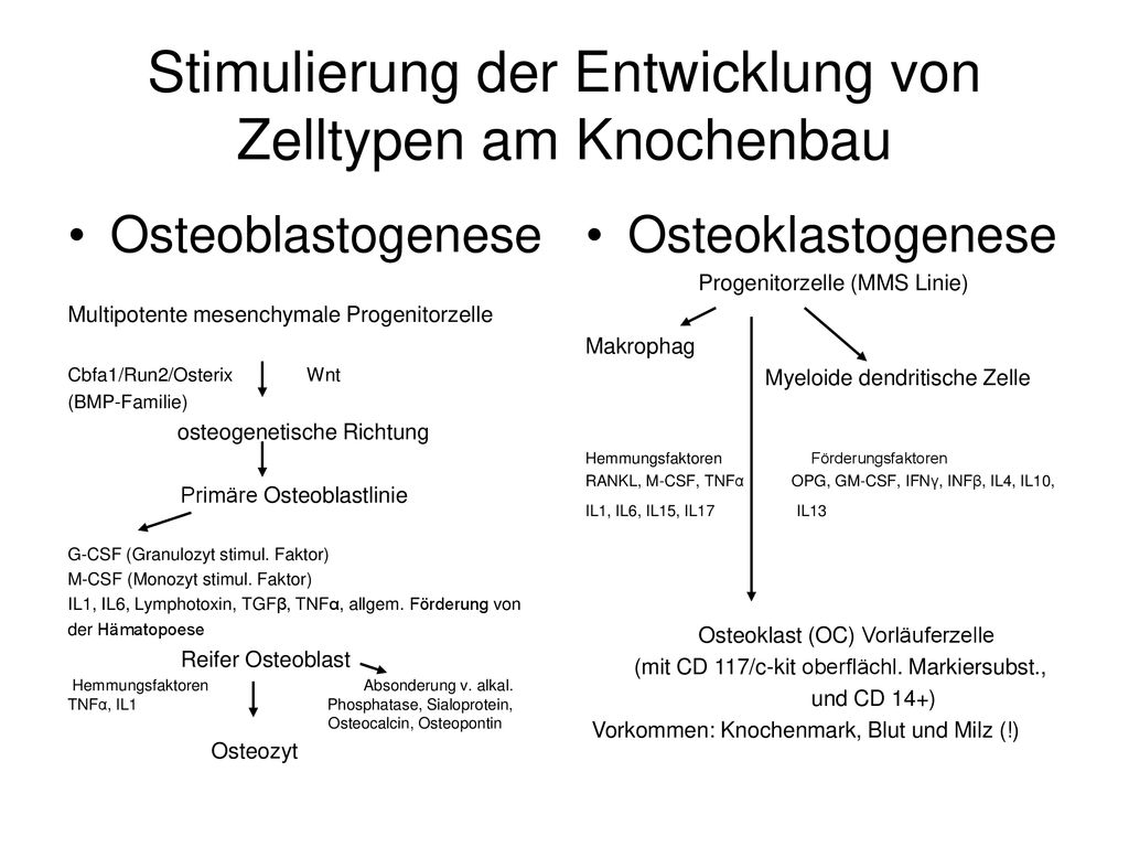 Stimulierung der Entwicklung von Zelltypen am Knochenbau