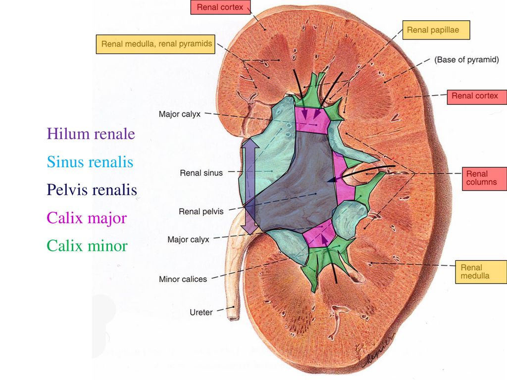 Hilum renale Sinus renalis Pelvis renalis Calix major Calix minor