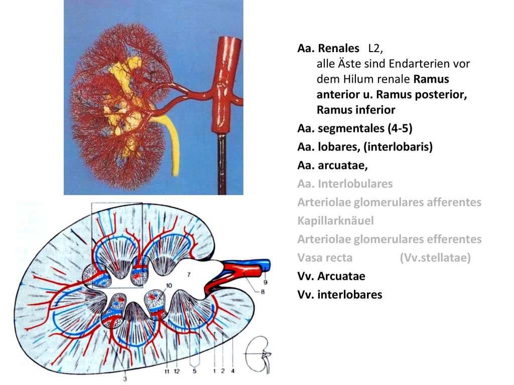 Aa. Renales L2, alle Äste sind Endarterien vor dem Hilum renale Ramus anterior u. Ramus posterior, Ramus inferior