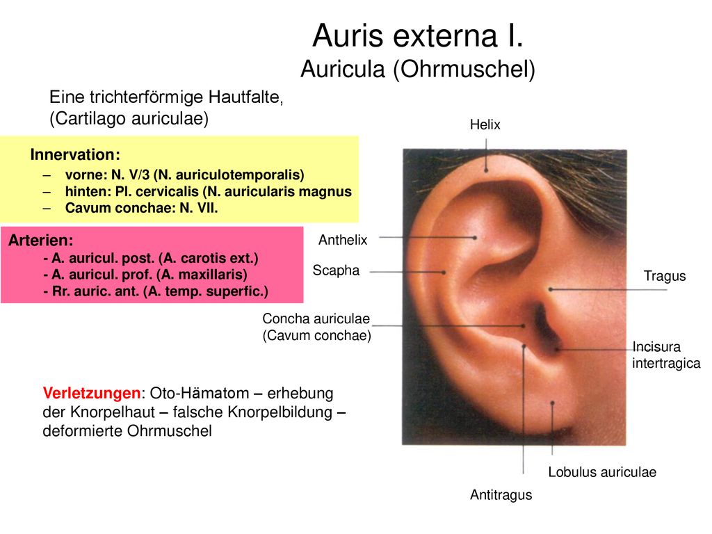 Das Ohr Organum vestibulocochleare Auris externa und media   ppt ...